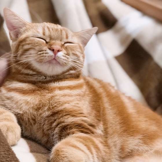 布団の上で眠るアメリカンショートヘア