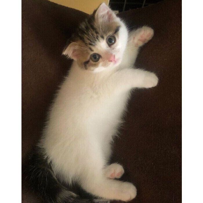 お迎え4日目、生後2カ月のころのよもぎちゃん