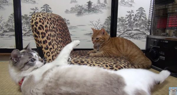 ストーブ合戦する猫たち