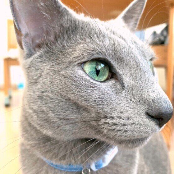 素敵な横顔のロシアンブルー