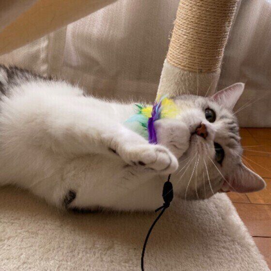 おもちゃで遊ぶサバトラ