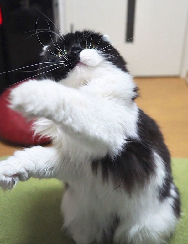 すこんぶちゃん