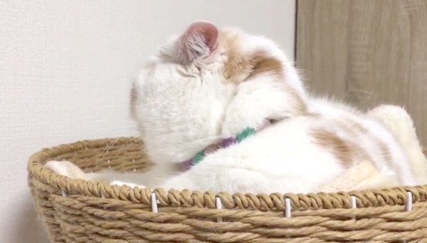 くつろいでいるホイちゃん