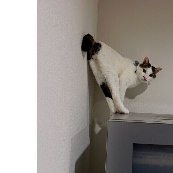 ミックスのソラくん