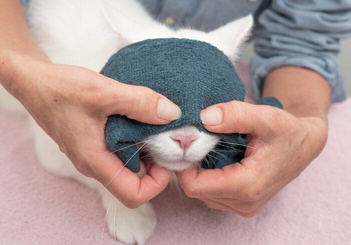 目のケアをされる猫