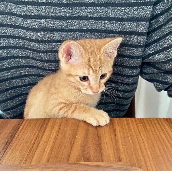 飼い主さんの膝の上に座るみゃおちゃん