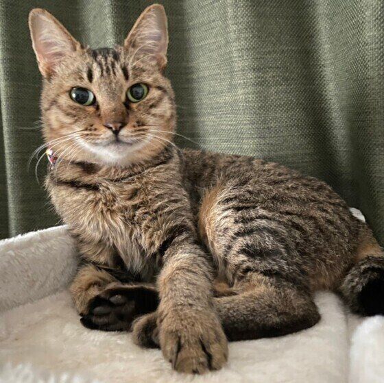 Mix（キジトラ）のおこげちゃん♪