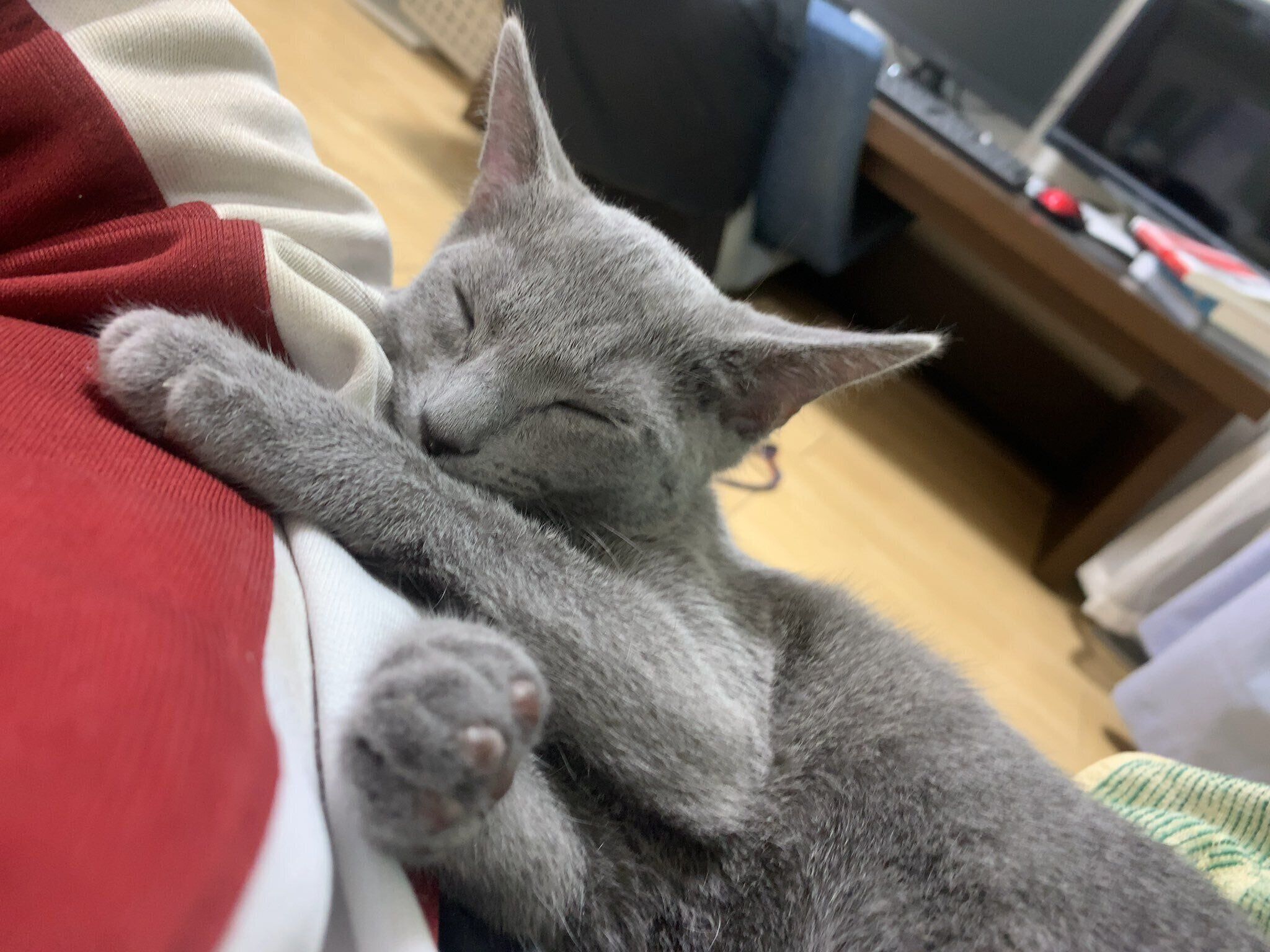 生後3カ月のロシアンブルー