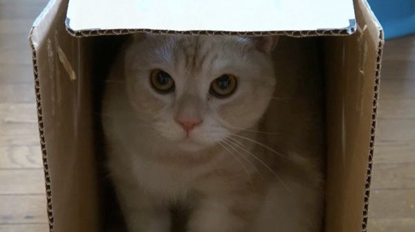 ニャンコ貯金箱