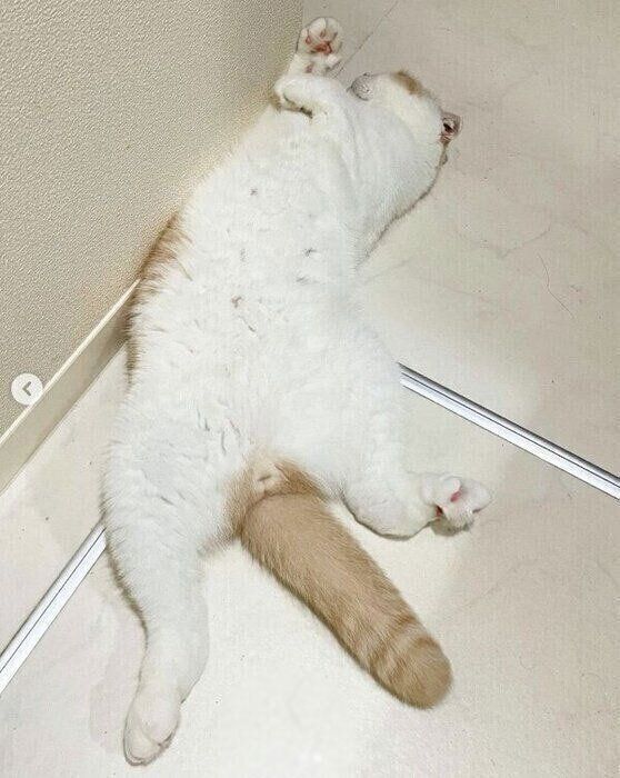 洗面所で爆睡するこてつくん