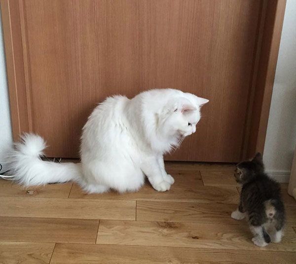 元保護猫・風ちゃんと音ちゃん