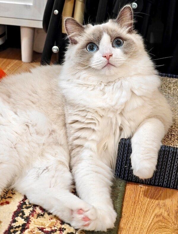 優雅なポーズをするむーむーくん