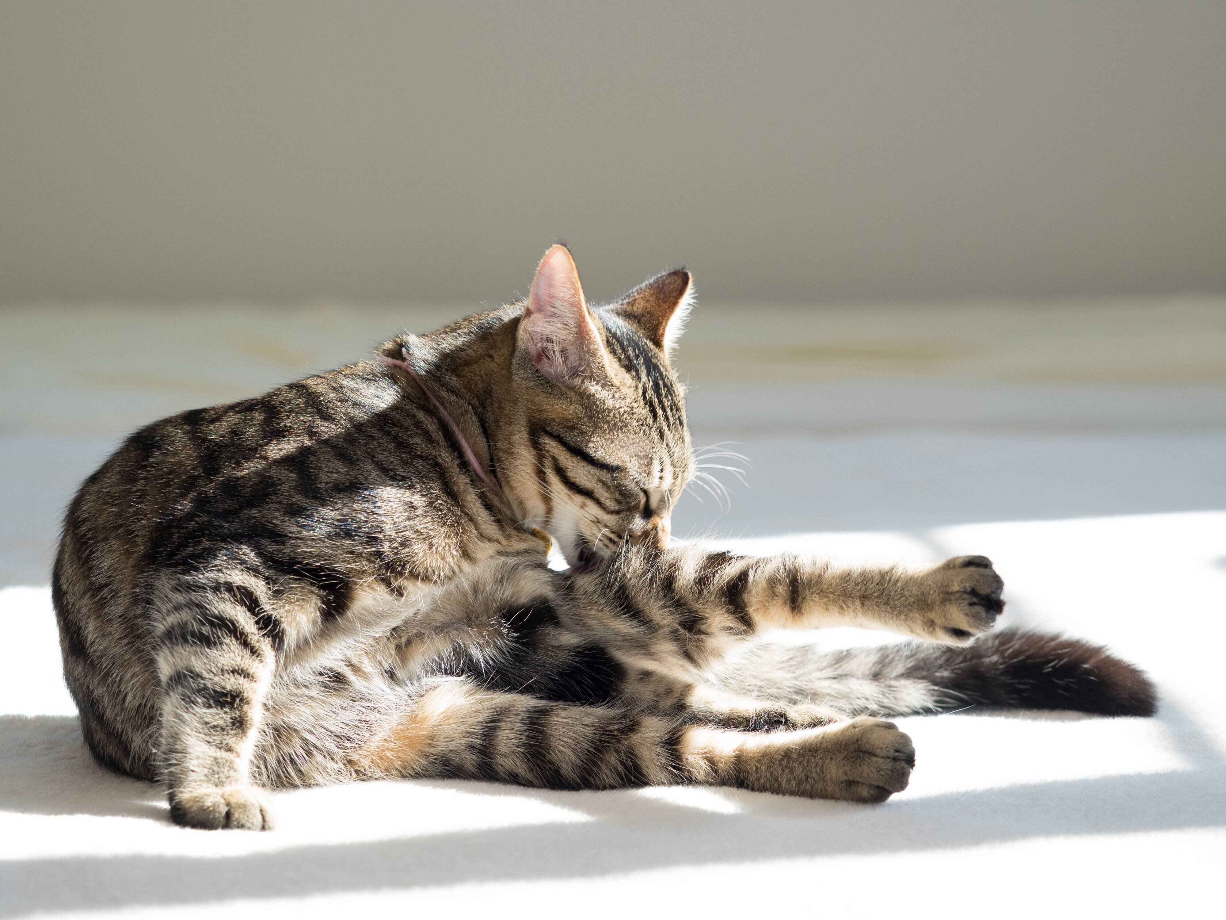 画像／iStock、Getty Images Plus