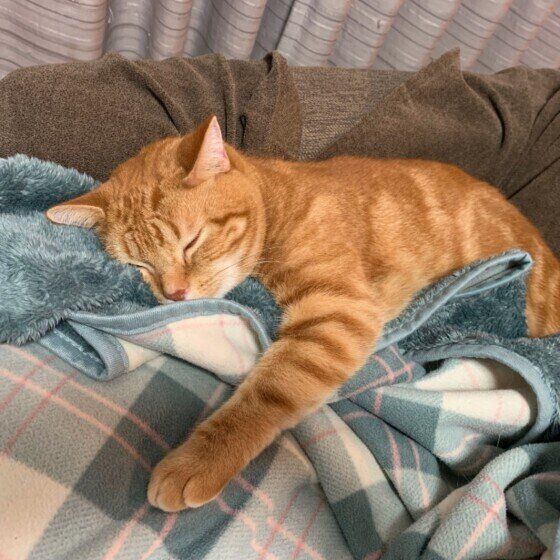 アメリカンショートヘアのメルちゃん