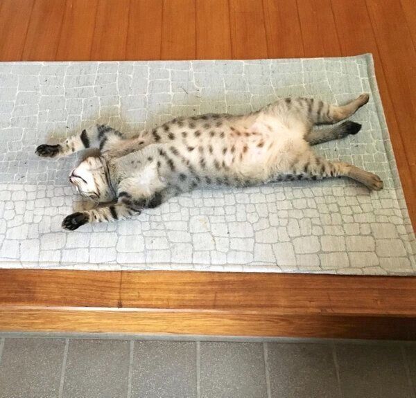 「バンザイ寝」するこんぶちゃん