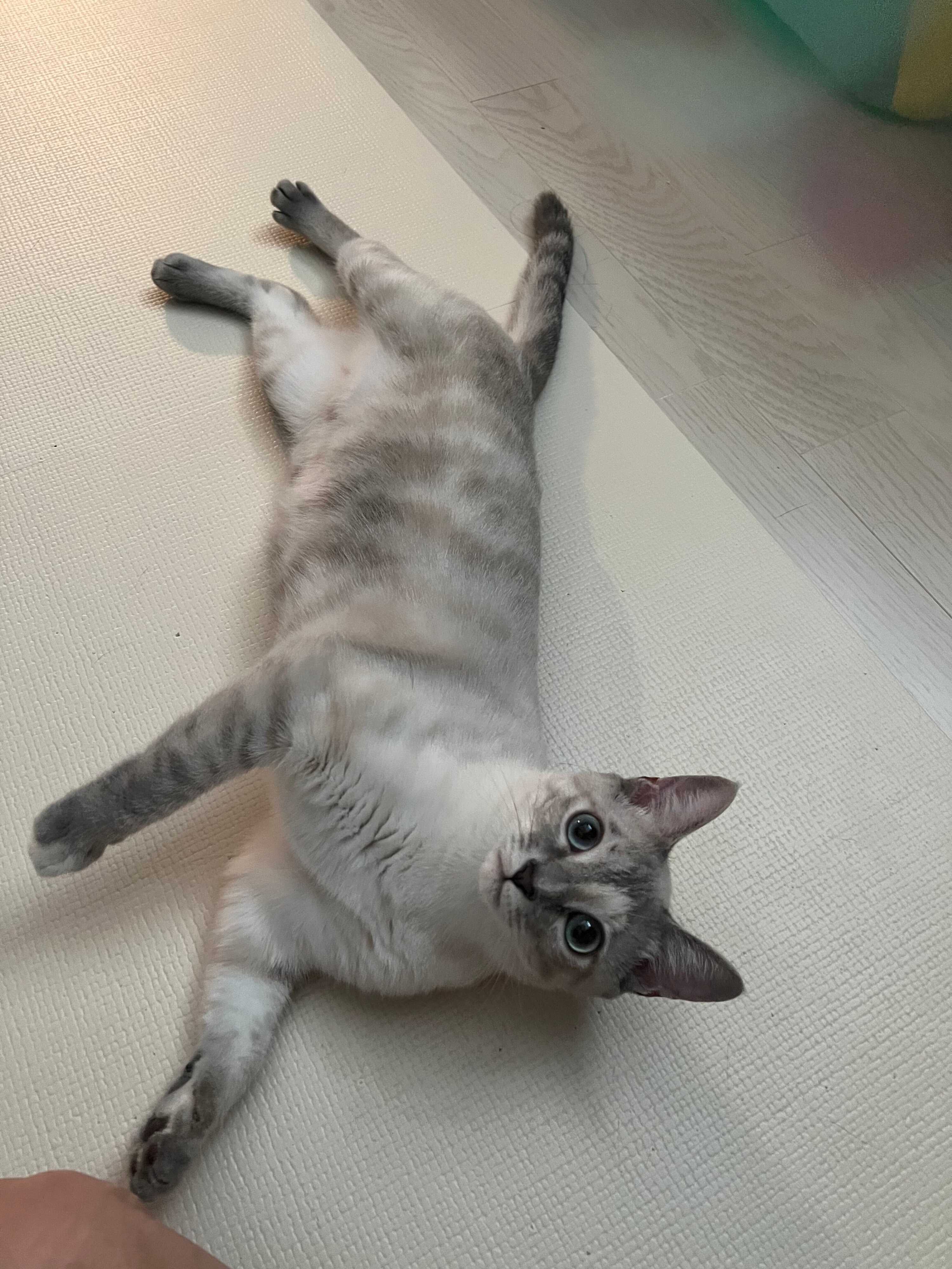 床に寝転んでいる猫