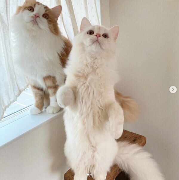 こむぎくんともなかくん