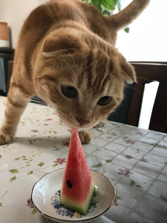 スイカを覗き込むスコティッシュフォールド