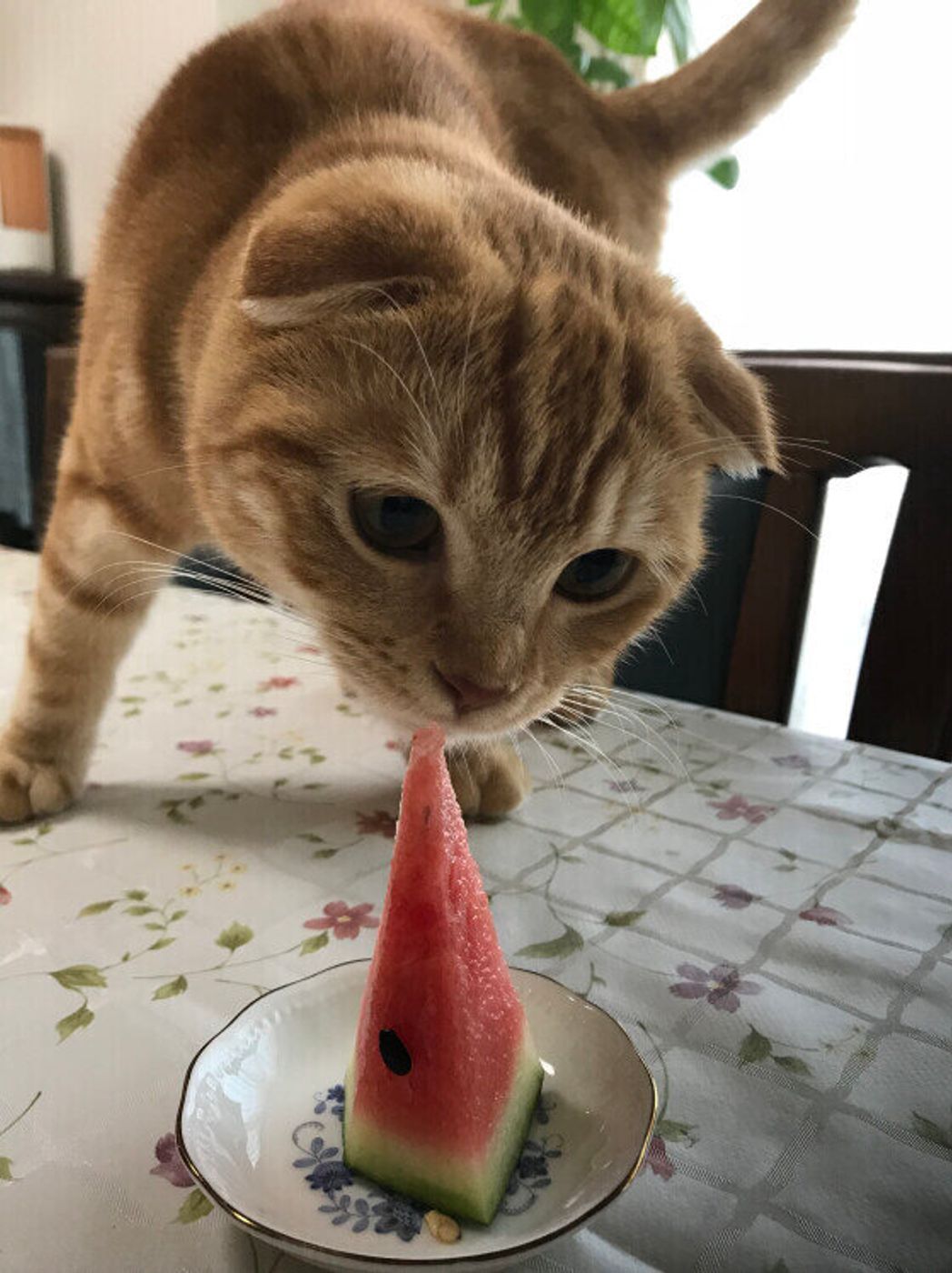 獣医師監修 猫にスイカを与えても大丈夫 スイカを食べるメリットと与え方を解説 ねこのきもちweb Magazine 獣医師監修 猫にスイカを与えても大丈夫 スイカを食べるメリットと与え方を解説 ねこのきもちweb Magazine