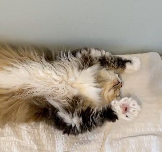 エアふみふみするみぬ次郎くん