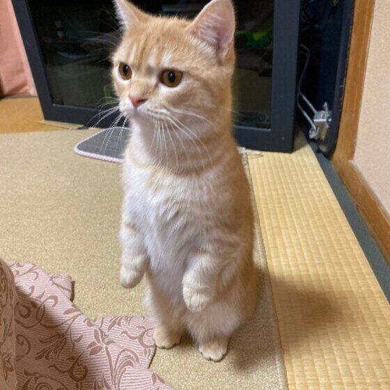 立ち上がるマンチカン