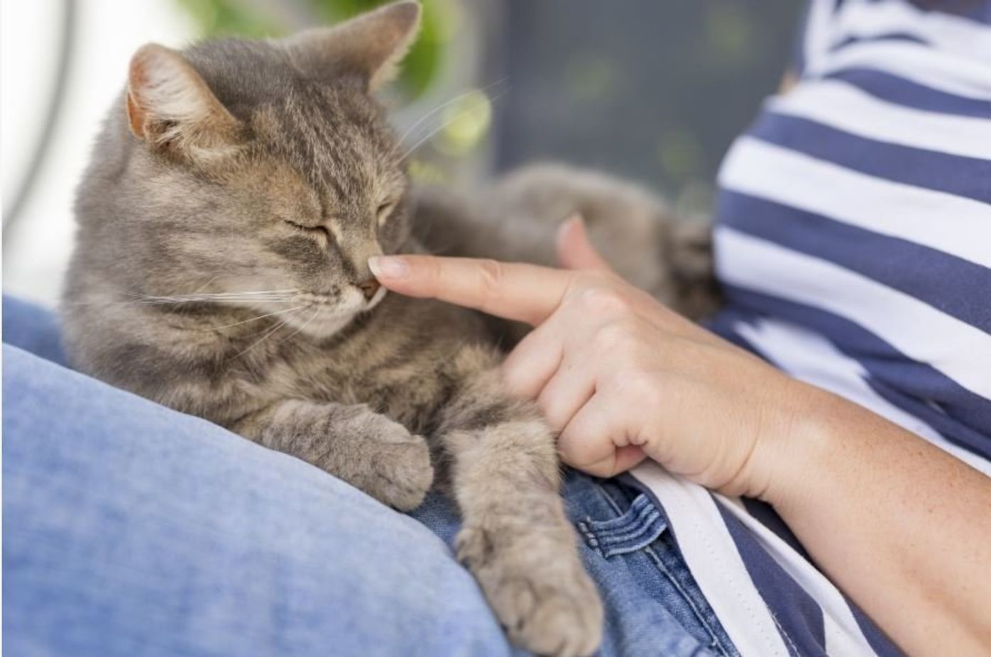 猫好きだからこそ気をつけて 即実践したい猫アレルギー対策とは ねこのきもちweb Magazine 猫好きだからこそ気をつけて 即実践したい猫アレルギー対策とは ねこのきもちweb Magazine