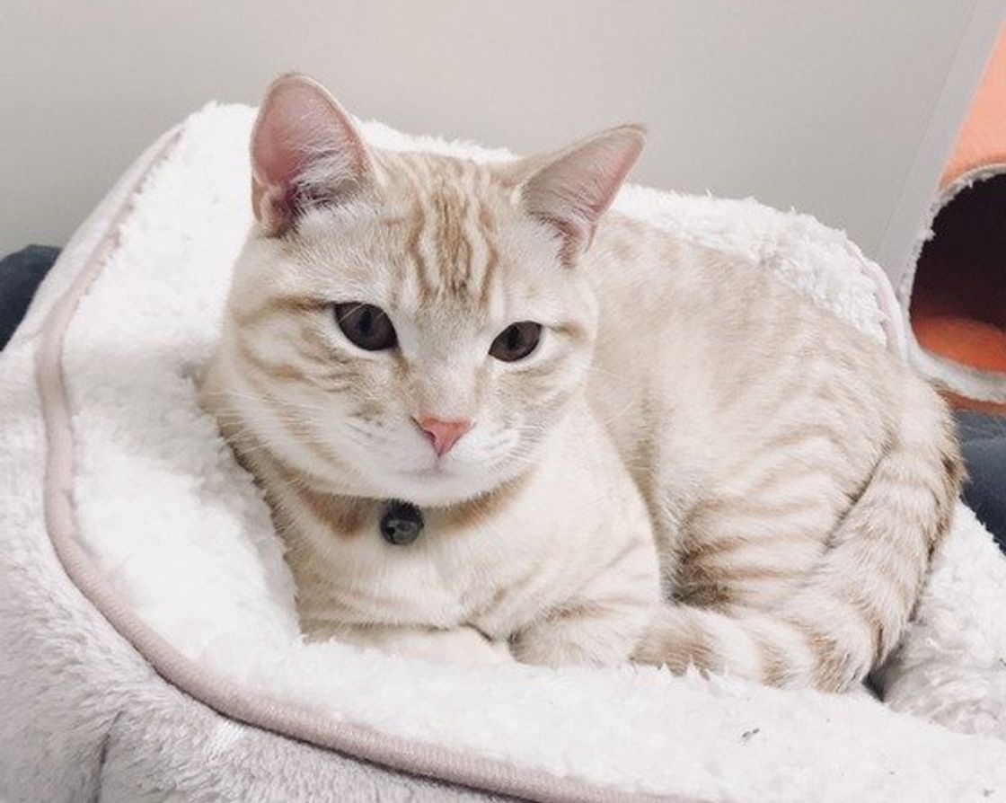 愛猫が朝早く起こしに来て困る このときの飼い主さんの 逆効果 な対応とは ねこのきもちweb Magazine 愛猫が朝早く起こしに来て困る このときの飼い主さんの 逆効果 な対応とは ねこのきもちweb Magazine