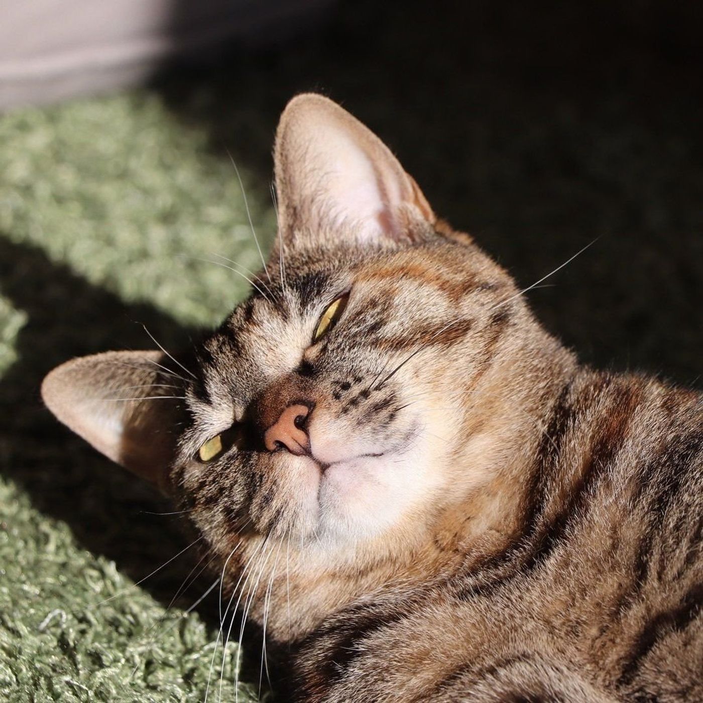 猫もちょいワルがかっこいい ワル猫 な猫たち ねこのきもちweb Magazine 猫もちょいワルがかっこいい ワル猫 な猫たち ねこのきもちweb Magazine