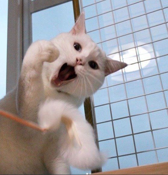 じゃらしにじゃれている白猫