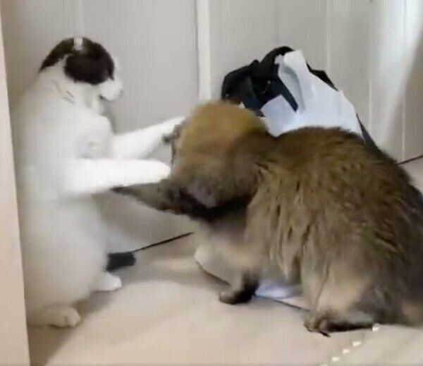 ミルクくんを追い詰めるオリーブくん