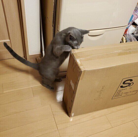 ロシアンブルーのレグルスくん