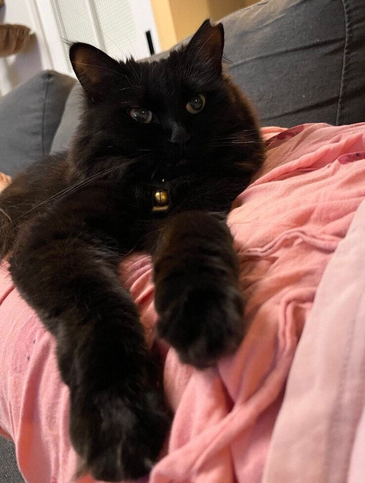 飼い主さんの膝に乗って甘えるエメちゃん