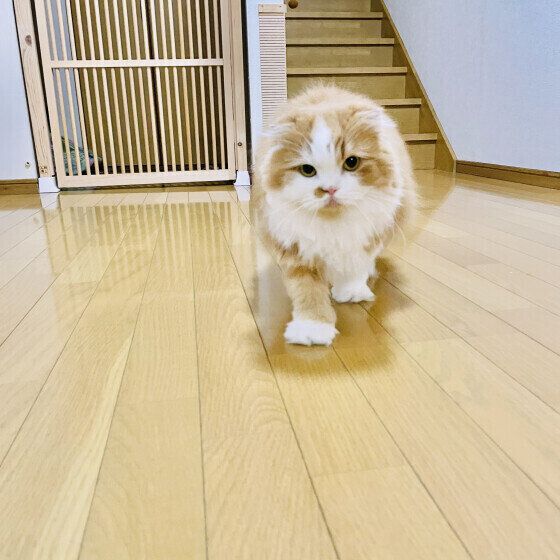 ずんずん寄ってくるはなちゃん