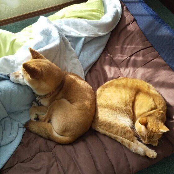 仲良く寄り添う柴犬と茶トラ猫