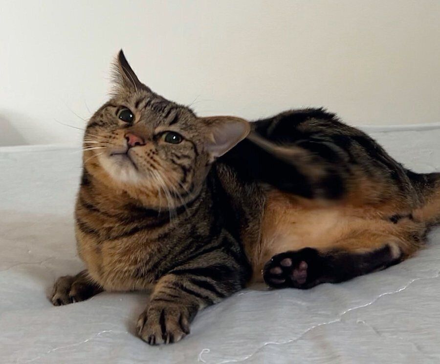 カメラ目線で見つめるウルくん