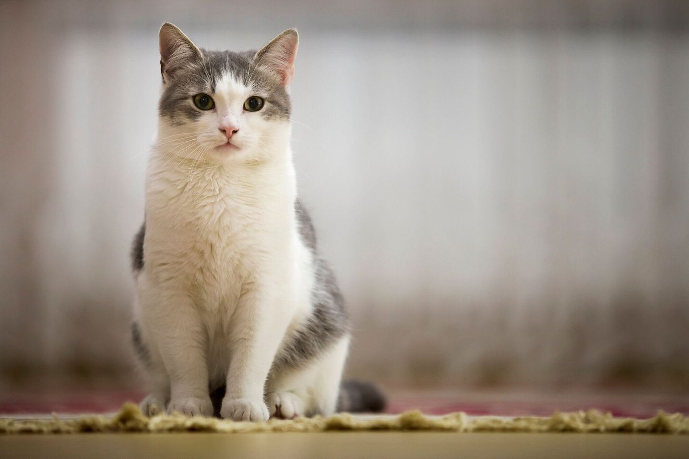 獣医師が解説 猫にアルコールが絶対ngの理由は 猫と人の肝臓の違い ねこのきもちweb Magazine 獣医師が解説 猫にアルコールが絶対ngの理由は 猫と人の肝臓の違い ねこのきもちweb Magazine