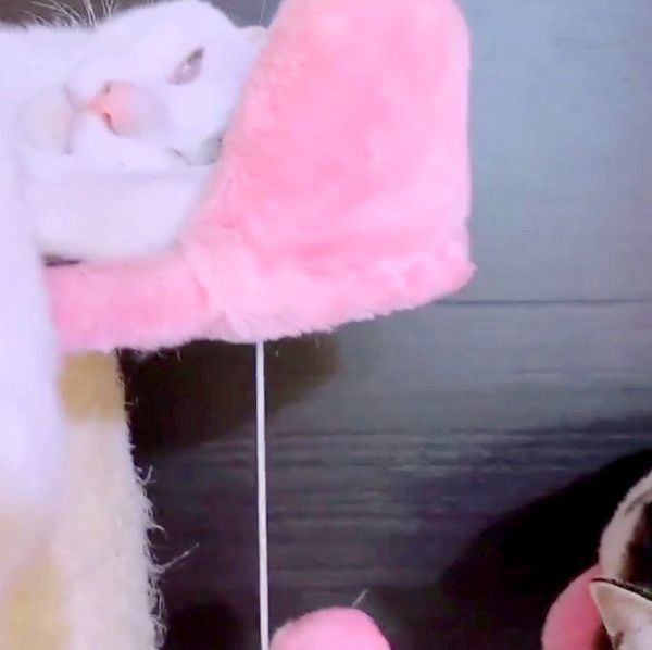 白目を剥くみんとくん