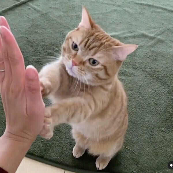 飼い主さんにタッチするぽこ太くん