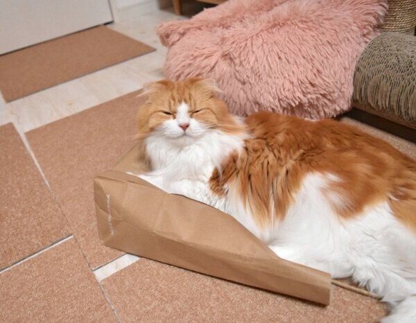 大好きな紙袋の上でくつろぐむぎさん