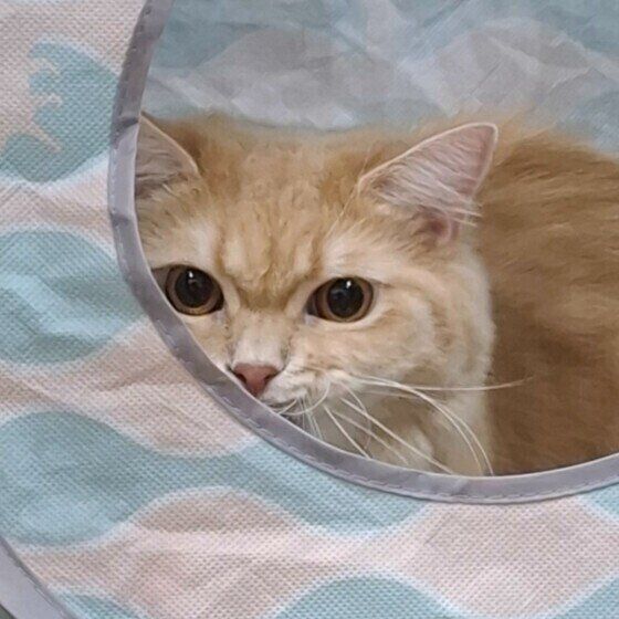 スコティッシュフォールドのフクくん