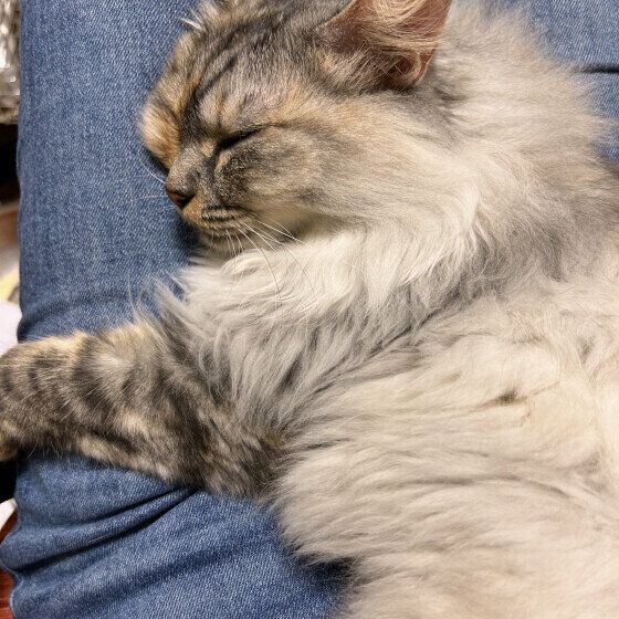 MIXミケのナツちゃんのスヤスヤ膝の上