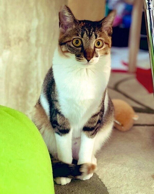 カメラ目線のシンデレラガールに