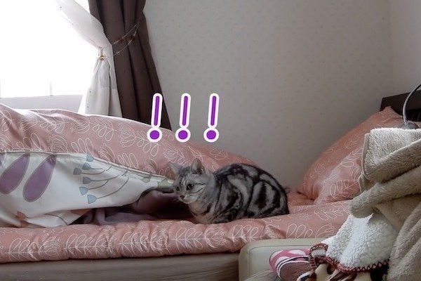 置いていかれて見張る猫