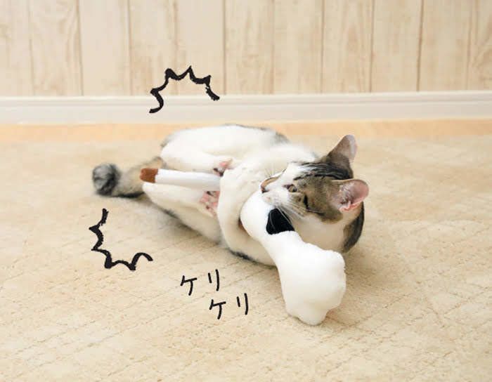 2018年9月号「ねこのきもち」