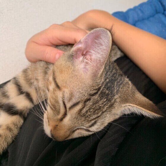 体の上にのって寝る猫