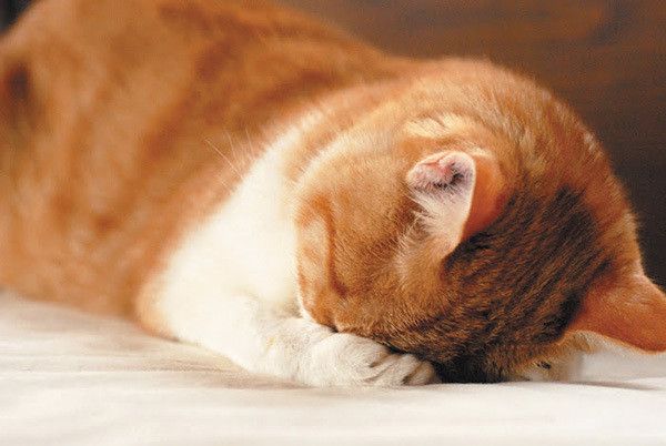 ごめん寝ポーズの猫