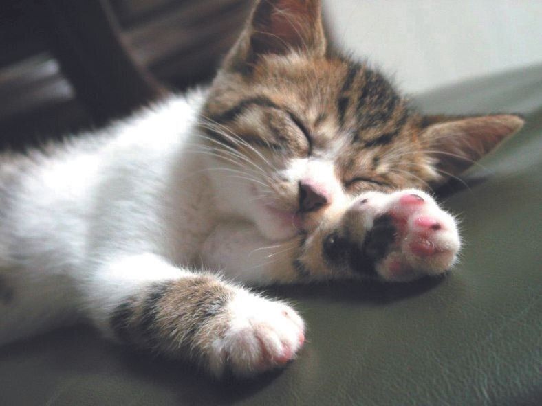 画像／ねこのきもち2023年5月号