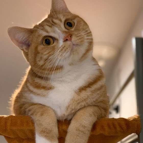 首をかしげるスコティッシュフォールド