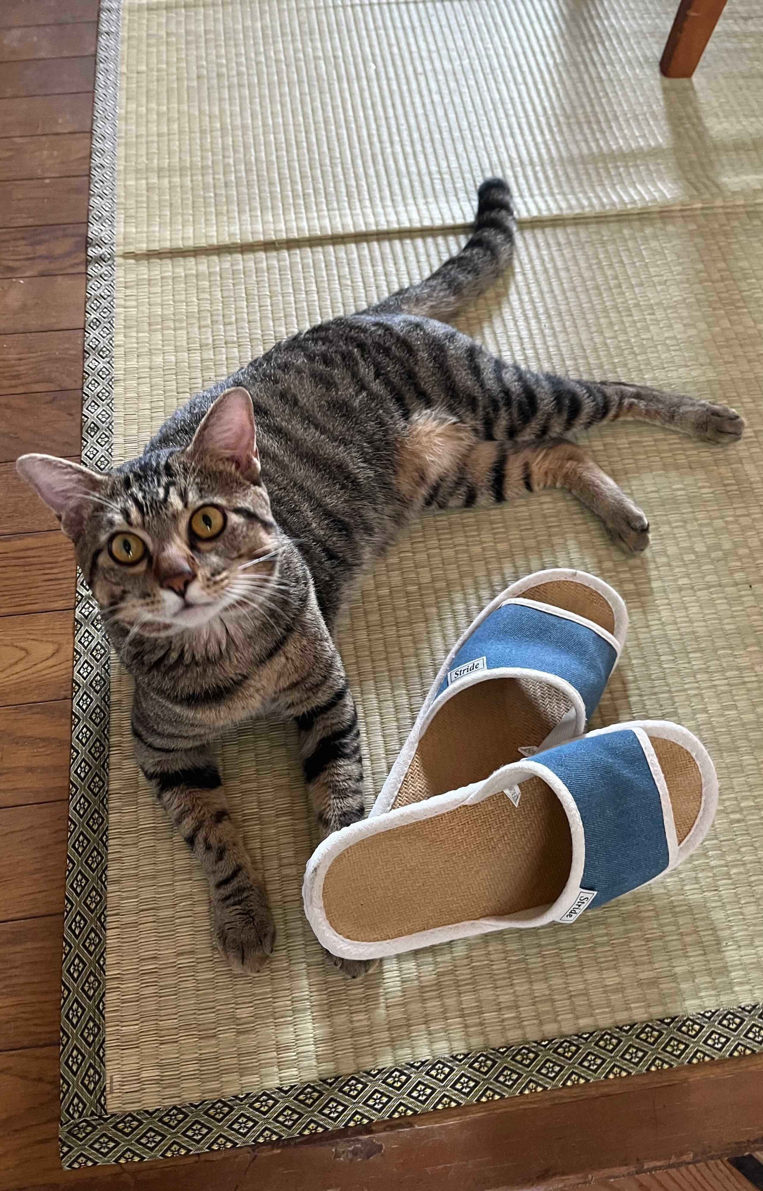 畳の上でくつろぐ1才の猫