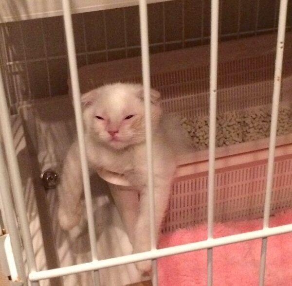 不思議な体勢でくつろぐ子猫時代のむくちゃん